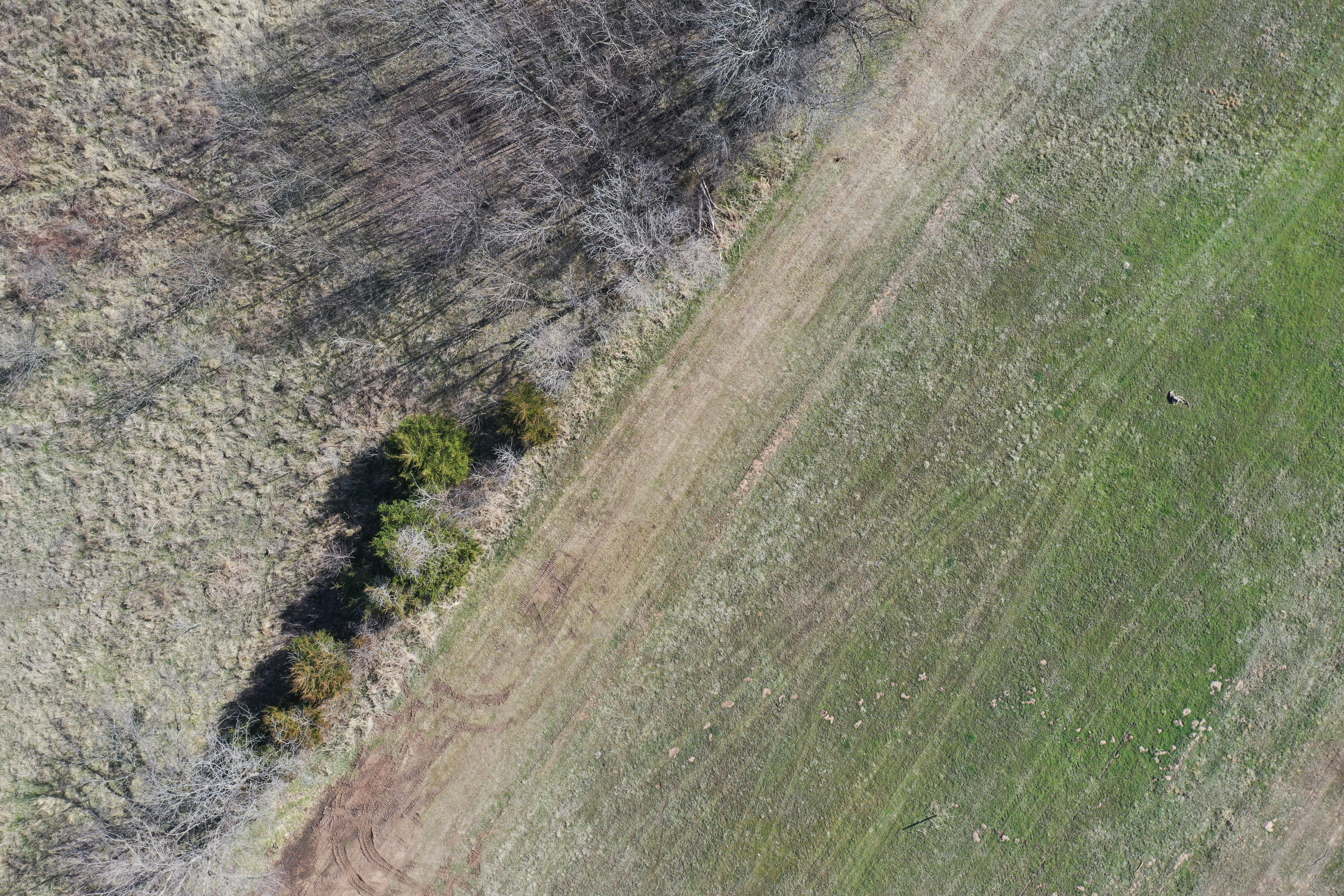 Top down view of pipeline right-of-way and trees